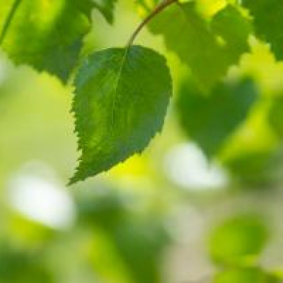 Beratung-Lück Transaktionsanalyse Neu (13)